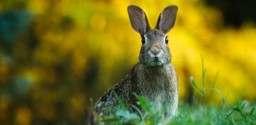 Our relationship with biodiversity