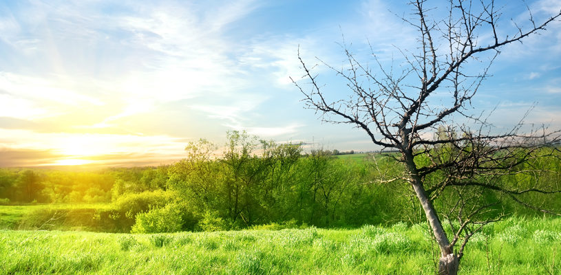 Natural management of green spaces