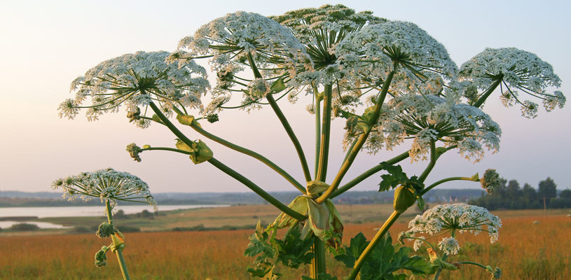 Can municipalities help prevent the spread of invasive plants?